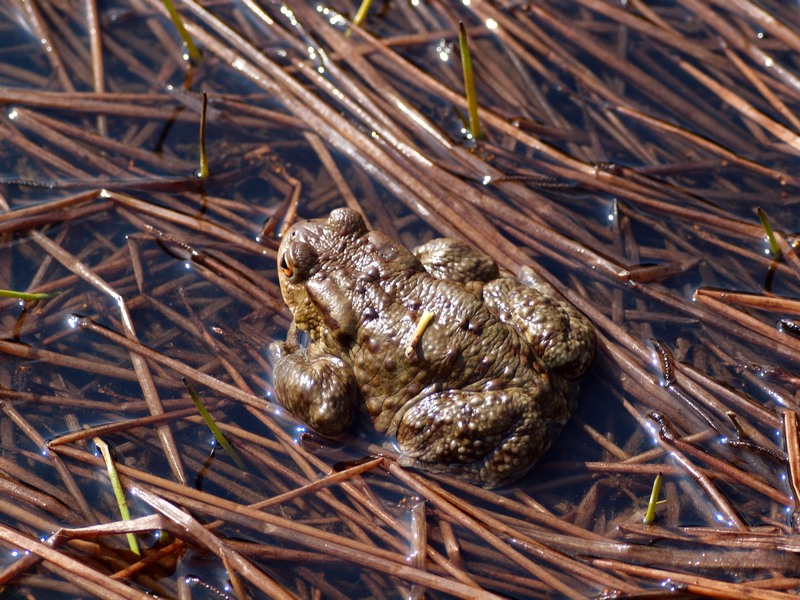 Anfibi - Bufo bufo, Rana temporaria